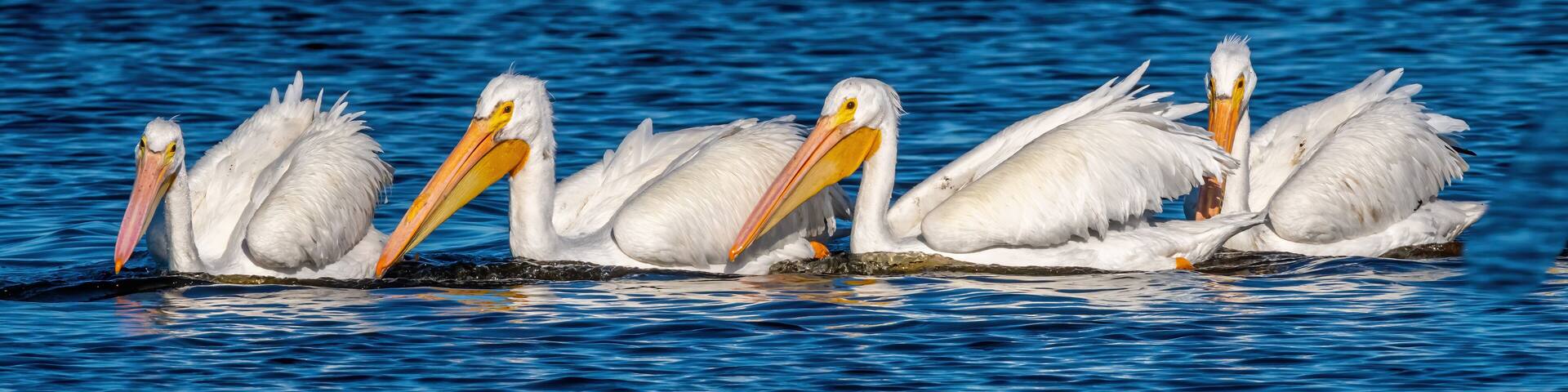 A flock of American White Pelicans (Pelecanus erythrorhynchos) swimming and fishing as a group in Merritt Island National Wildlife Refuge, Florida.
