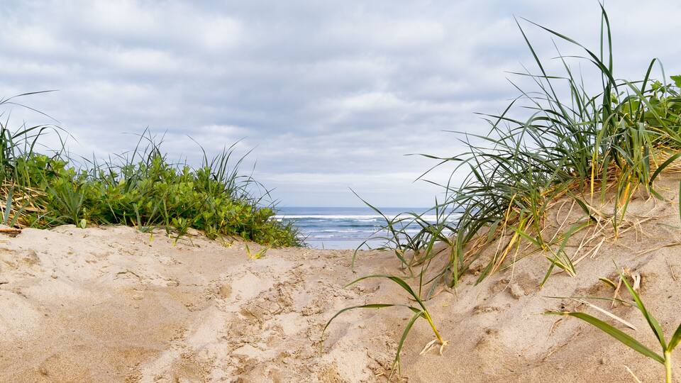 Path to the beach through sand dunes and sea grass. Close up detail