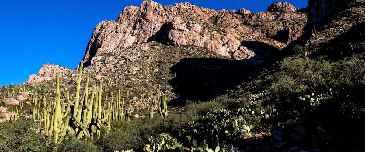 Saguaro cactus and other cacti in the Sonoran Desert. Pusch Ridge in Oro Valley, Arizona. Steep rock cliffs, beautiful landscape, blue sky.