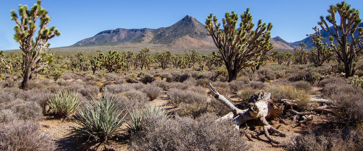 Joshua tree