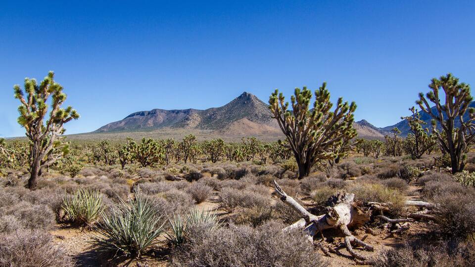 Joshua tree