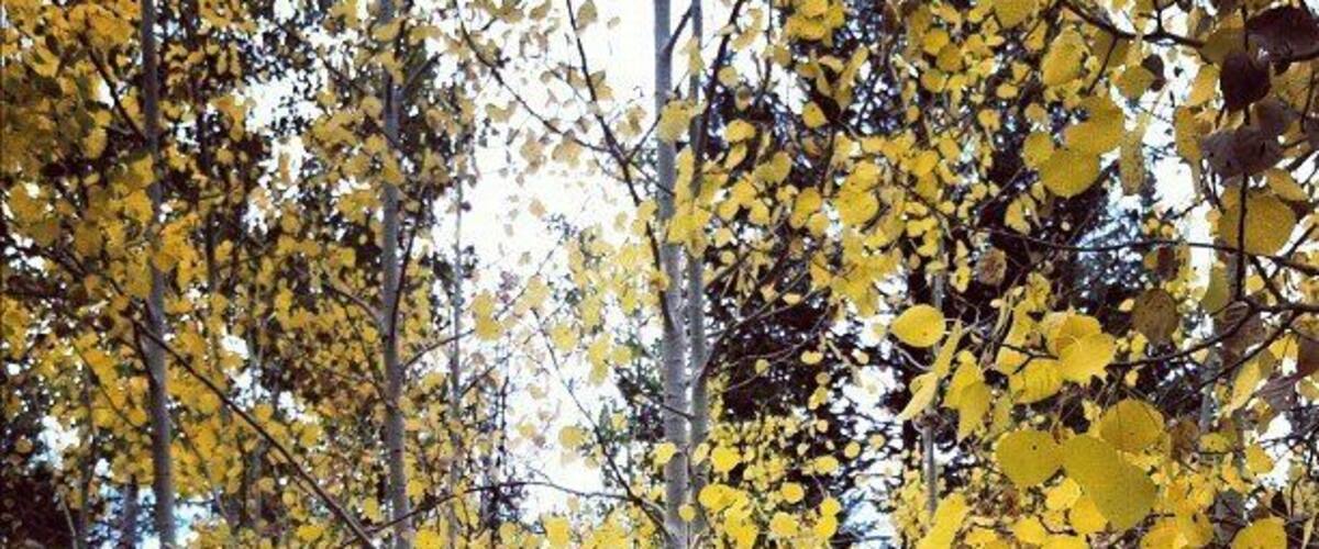 #fall is coming #trees #leaves #yellow #autumn #colorado  #roadtrip #hiking http://instagr.am/p/PpwAOFNwMQ/