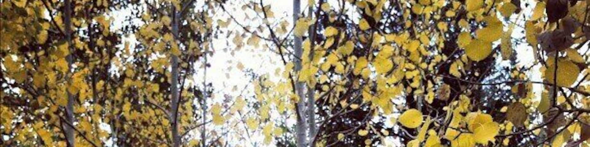 #fall is coming #trees #leaves #yellow #autumn #colorado #roadtrip #hiking http://instagr.am/p/PpwAOFNwMQ/