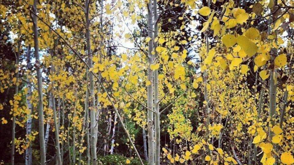 #fall is coming #trees #leaves #yellow #autumn #colorado #roadtrip #hiking http://instagr.am/p/PpwAOFNwMQ/