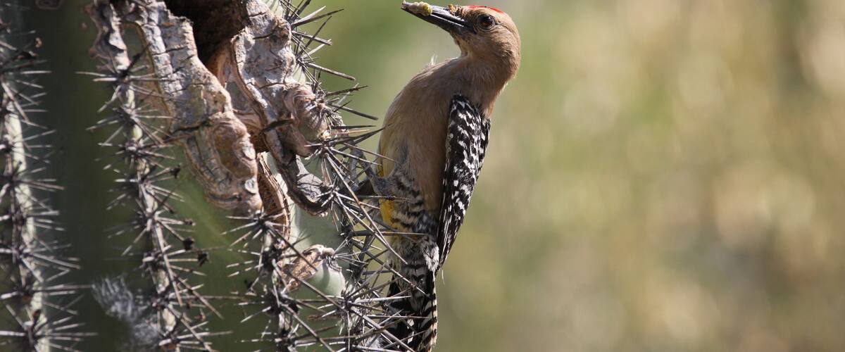 A Gila Woodpecker in Arizona