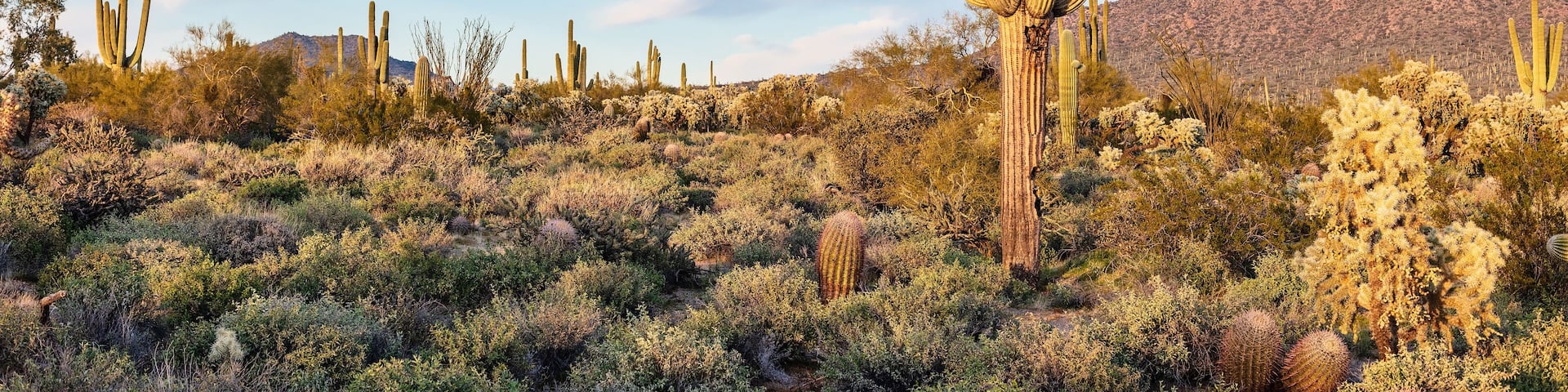 Saguaro cactus in the Arizona desert