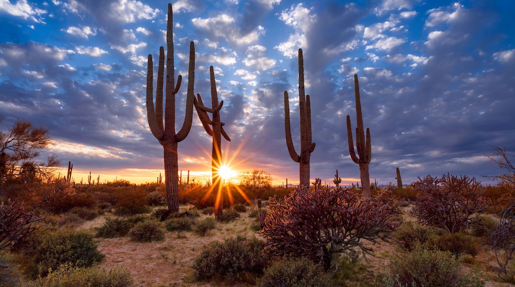 Saguaro cactus and Arizona desert landscape at sunset