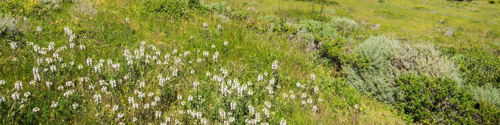 Pacifica coastline and Sharp Park Golf Course as seen from the top of Mori Point, California