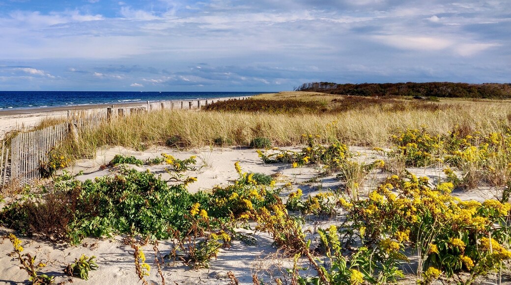 A sandy beach with a wooden fence, yellow flowers, and a view of the ocean.