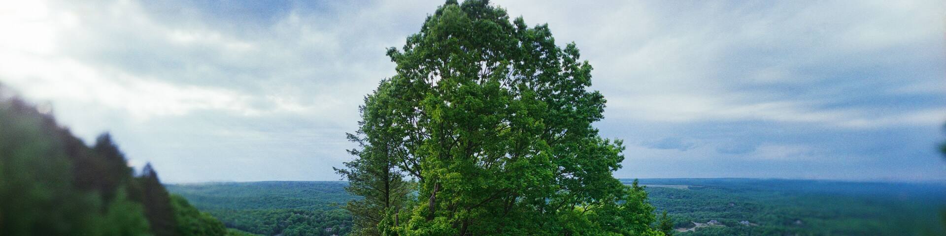 A tall, dense tree in a lush green landscape with a distant view of a town.