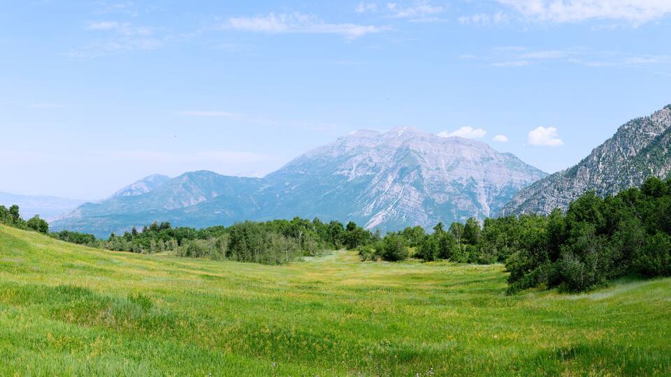 Mountain Meadow