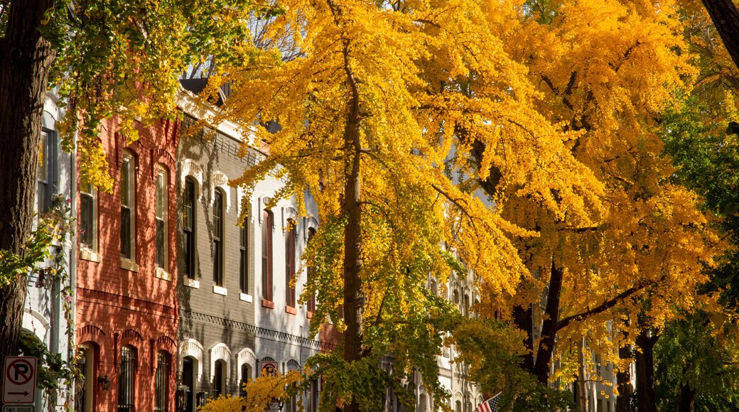 Ginkgo cascade. Ginkgo trees burst with autumnal color on Swann Street NW, in the Shaw / Logan neighborhood of Washington, DC.