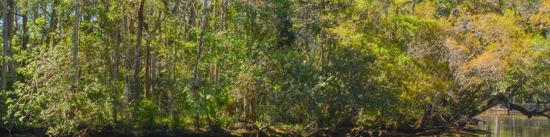 homasassa springs state park in Homasassa, Florida