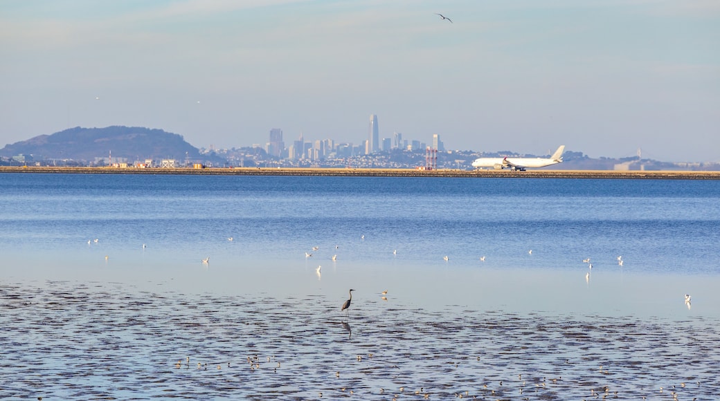 San Francisco Skyline and San Francisco International Airport (SFO) viewed from Bayside Park in Burlingame, California, at sunset