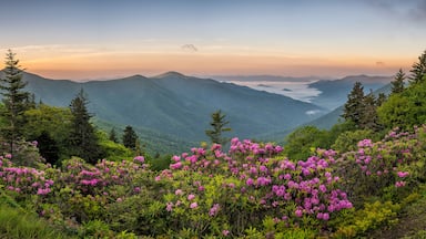 Een bergachtig landschap met dichte bossen en felroze rhododendronbloemen op de voorgrond.