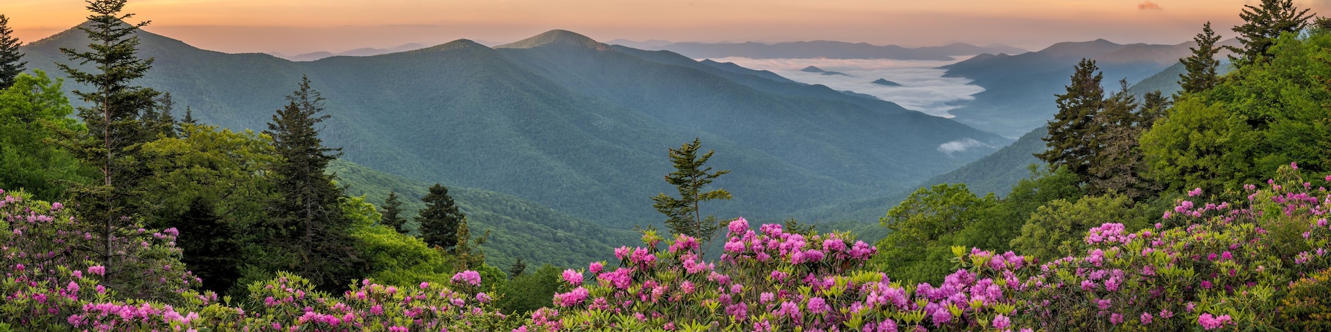 Blue Ridge Mountains, Rhododendron, sunrise