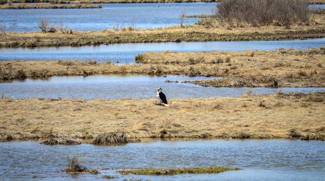 ออสบอร์น ไอส์แลนด์