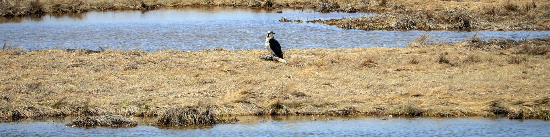 Bird at the Edwin B. Forsythe National Wildlife Refuge in New Jersey