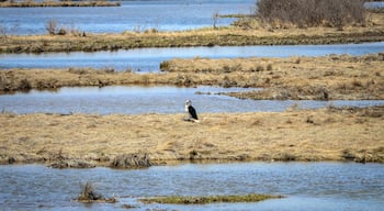 Bird at the Edwin B. Forsythe National Wildlife Refuge in New Jersey