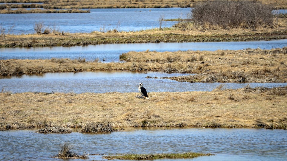Bird at the Edwin B. Forsythe National Wildlife Refuge in New Jersey