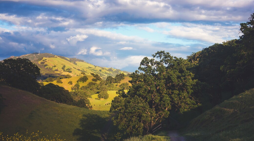 A View of Mt. Diablo