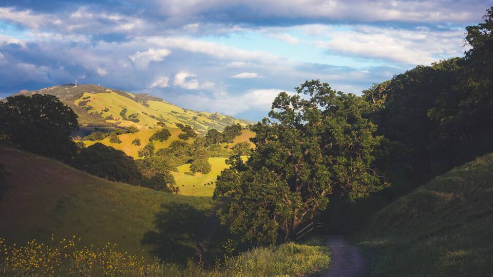 A View of Mt. Diablo