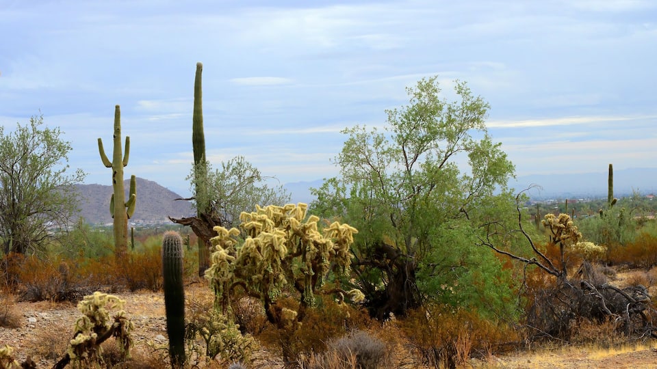 Panorama Winter San Tan Mountains Sonoran Desert Arizona