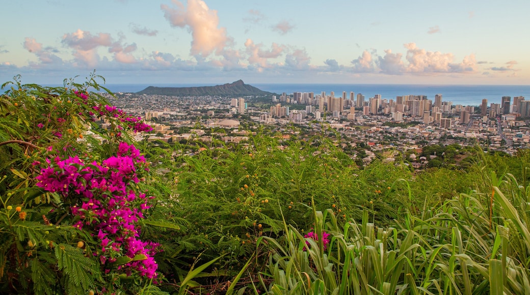 Makiki - Lower Punchbowl - Tantalus featuring a sunset, wildflowers and a city