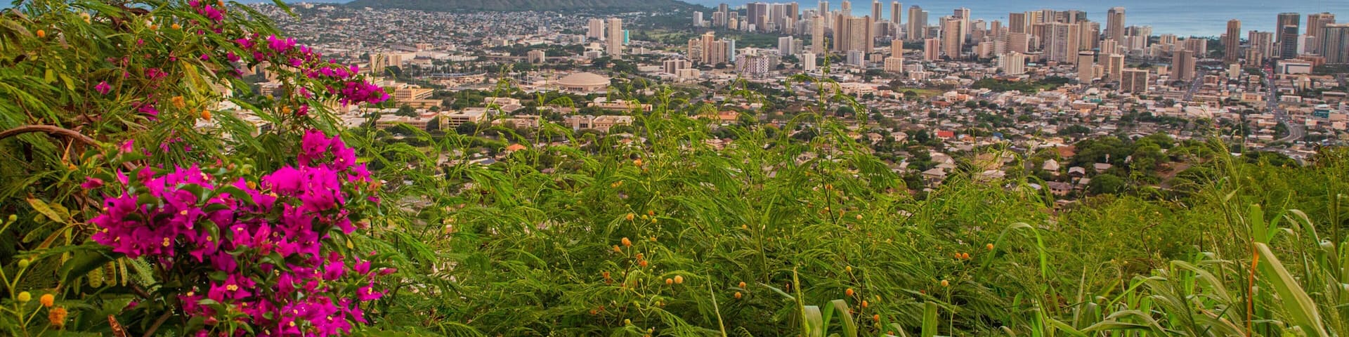 Makiki - Lower Punchbowl - Tantalus featuring a sunset, wildflowers and a city