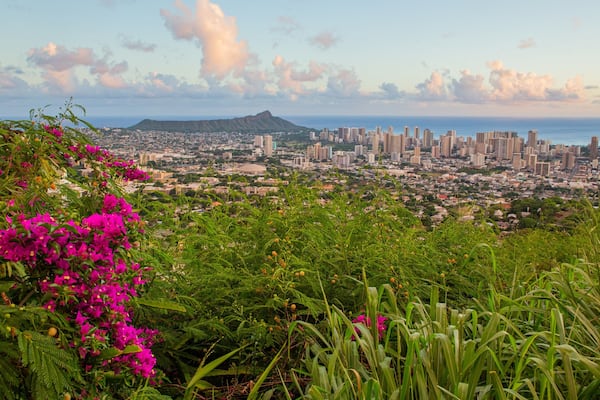 Une vue urbaine avec une montagne en arrière-plan et des fleurs roses éclatantes au premier plan.