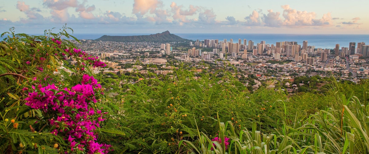 A cityscape with a mountain in the background and vibrant pink flowers in the foreground.