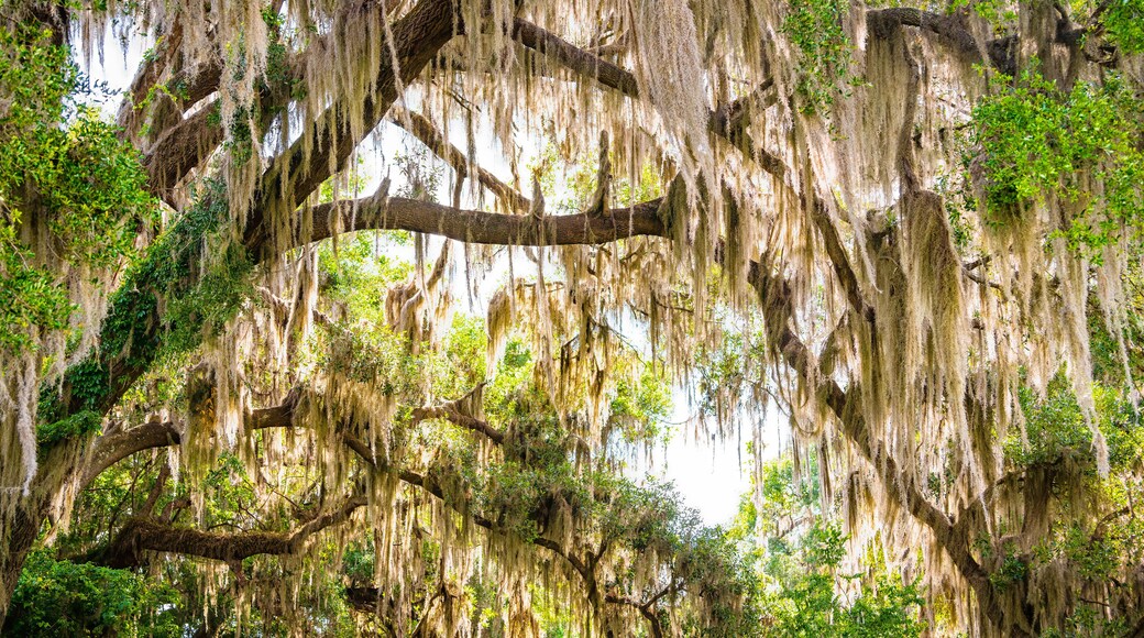 Gainesville, Florida canopy on street road of Southern live oak tree branches with hanging Spanish moss in Paynes Prairie State Park