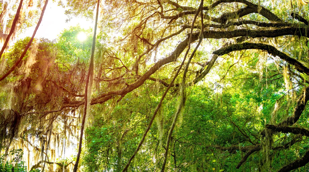 Southern live oak tree branches with sunburst through hanging Spanish moss in Paynes Prairie Preserve State Park in Florida and sunlight in background
