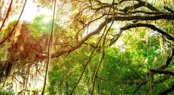Southern live oak tree branches with sunburst through hanging Spanish moss in Paynes Prairie Preserve State Park in Florida and sunlight in background