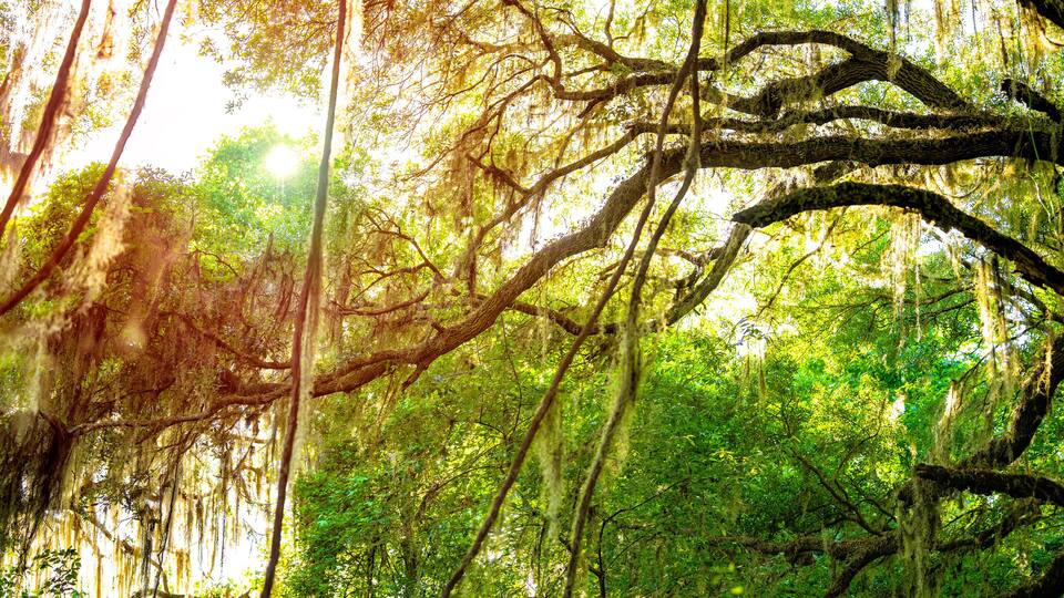 Southern live oak tree branches with sunburst through hanging Spanish moss in Paynes Prairie Preserve State Park in Florida and sunlight in background