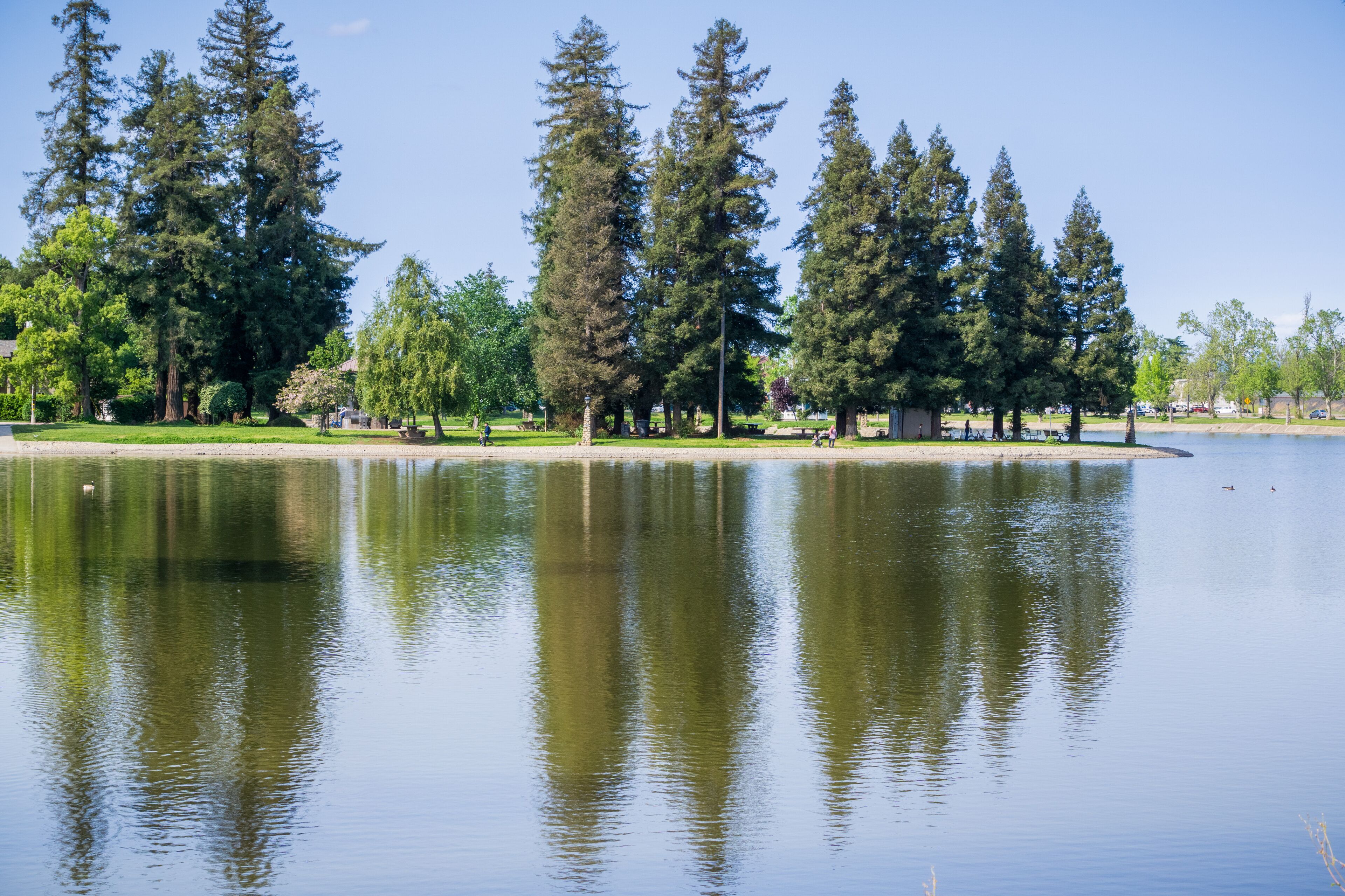 Large redwood trees reflected in the calm water of Lake Ellis, Marysville, California