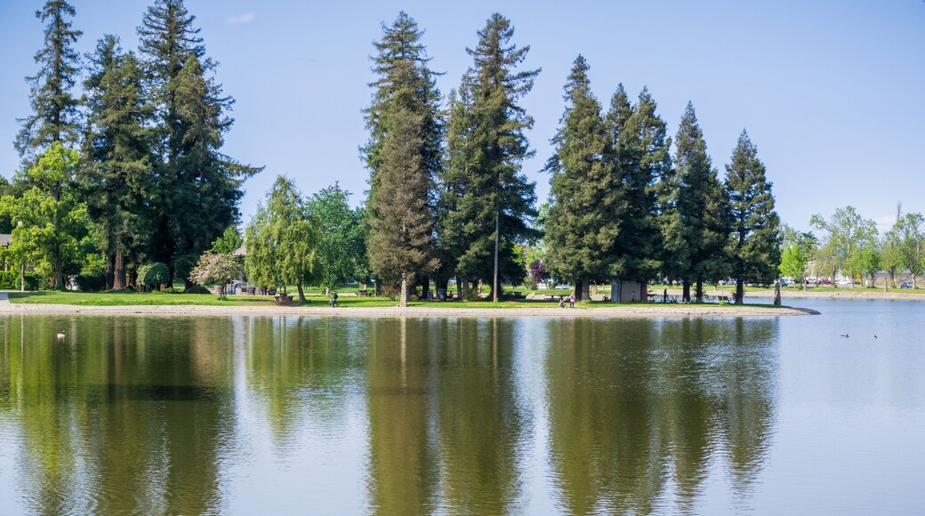 Large redwood trees reflected in the calm water of Lake Ellis, Marysville, California