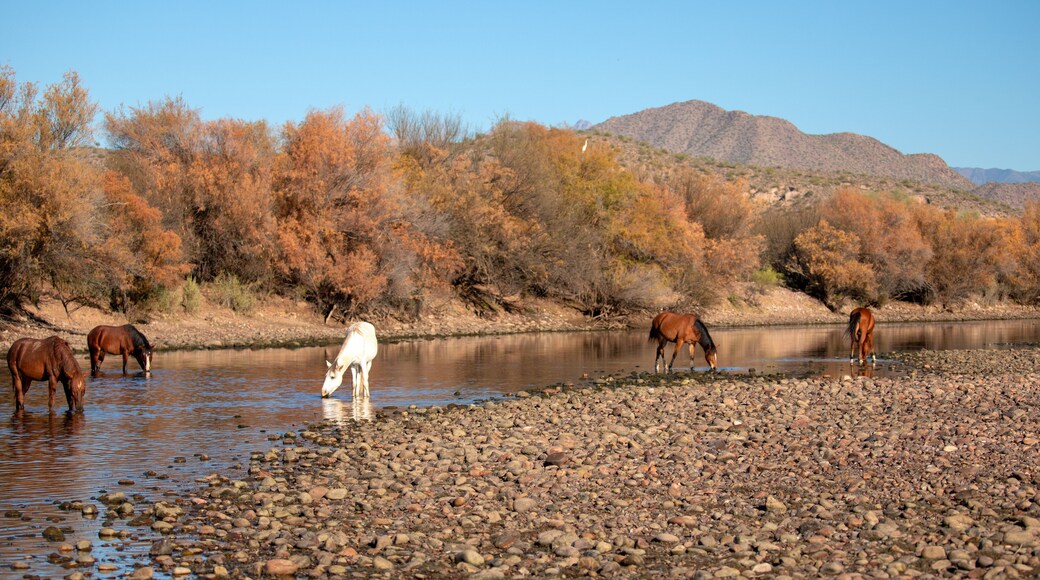 Superstition Springs