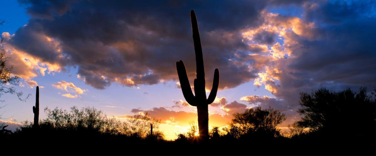 Saguaro Cactus, Sunset, Tucson