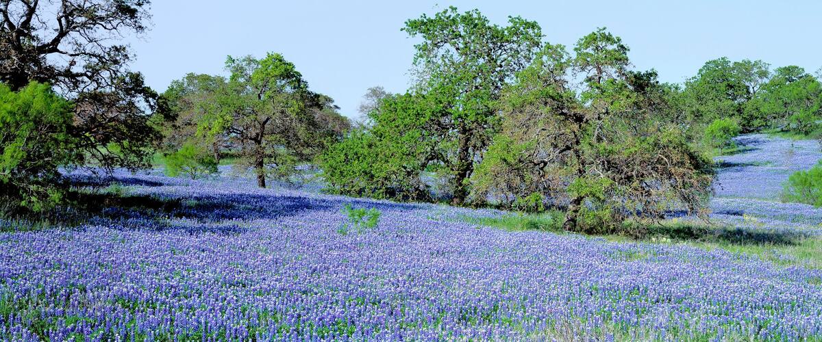 USA, Texas, Llano. Texas Bluebonnets, the state flower, fill these rolling oak-covered hills in the Llano area of Texas.