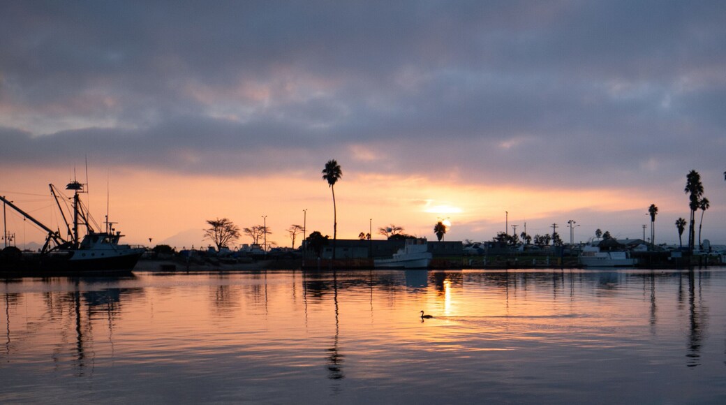 Duck swimming sunrise in Channel Islands Harbor in Port Hueneme California United States