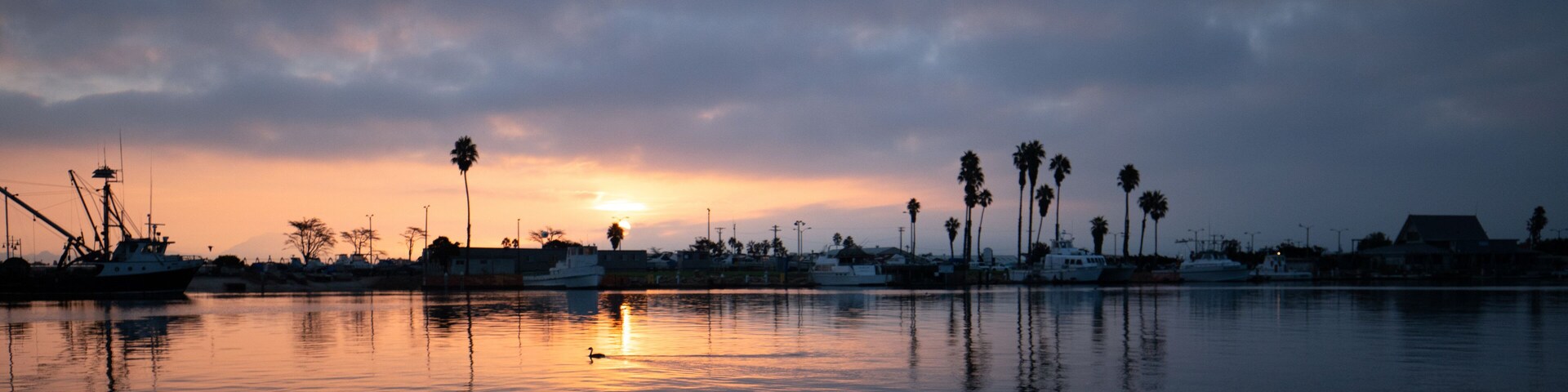 Duck swimming sunrise in Channel Islands Harbor in Port Hueneme California United States