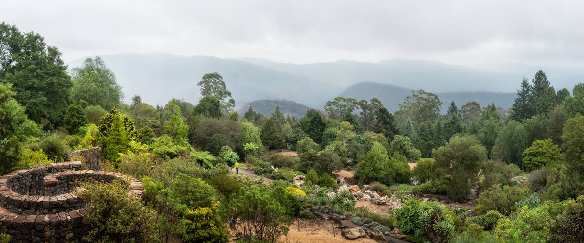 Panorama at the iconic Mount Tomah Botanic Garden after rain in the Blue Mountains National Park, New South Wales, Australia.