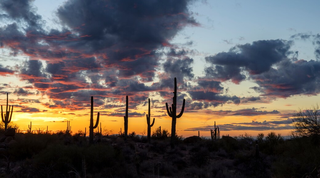 Panoramic Desert Sunset Landscape With Silhouetted Cactus On Ridge