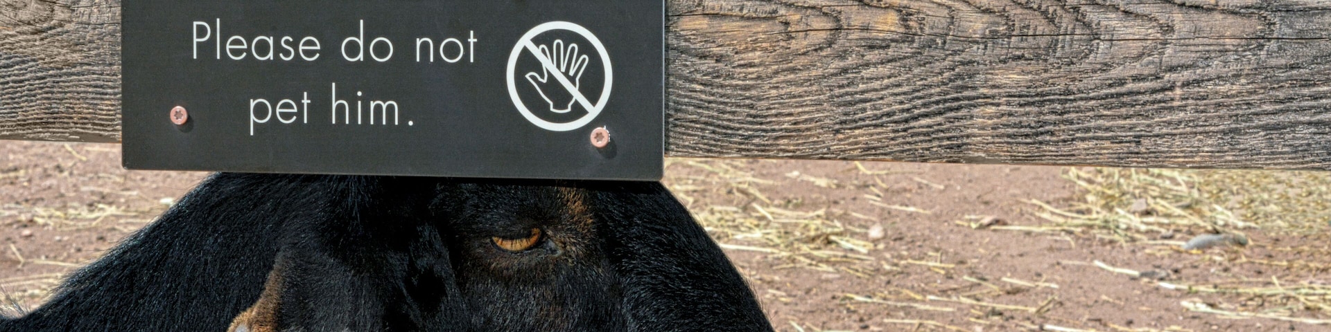 The goat telling Theodore the pigs story...