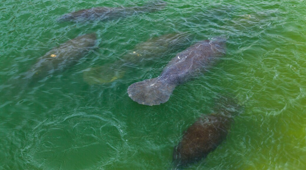 เซาท์ พอยท์ ออฟ แทมปา