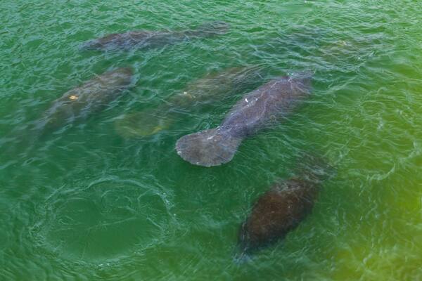 FLORIDA MANATEE ((Trichechus manatus latirostris ), Everglades National Park, FLORIDA, USA, AMERICA