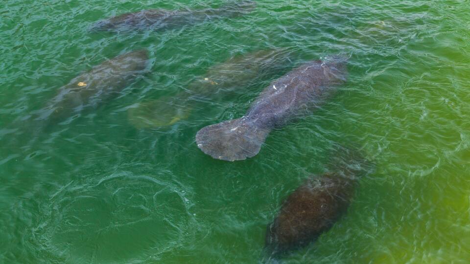 FLORIDA MANATEE ((Trichechus manatus latirostris ), Everglades National Park, FLORIDA, USA, AMERICA