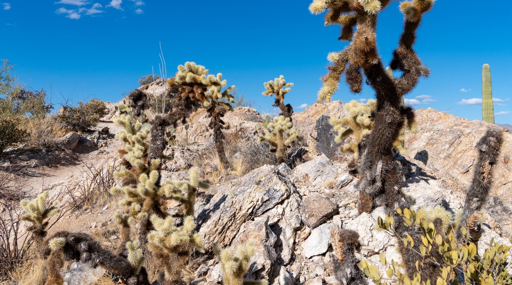 ทูซอน เมาน์เทน แซงชัวรี่