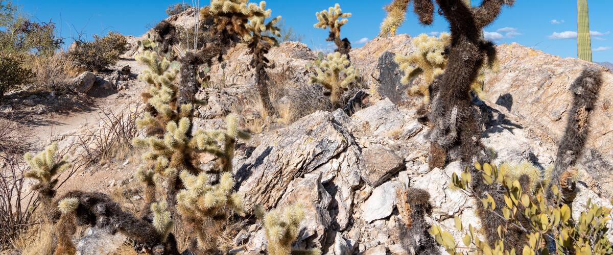 Javelina Rocks trail - Saguaro National Park East Unit